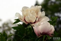 公司起名方法技巧