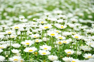 花店起名字大全