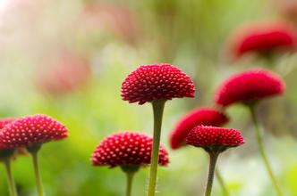 花店起名字大全