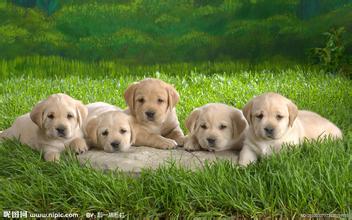 狗狗名字大全 洋气的