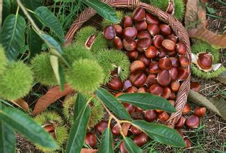 特色产品店起名