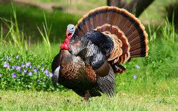 动物名称大全及英文名字