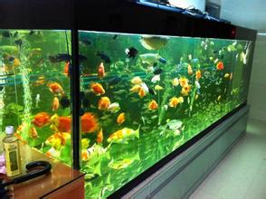 环境吉祥物之金鱼