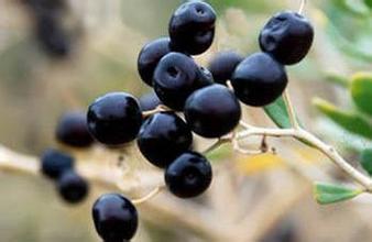 黑枸杞品牌起名