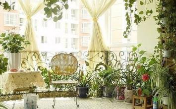 客厅植物摆放环境大全