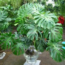 龟背竹环境作用