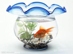 办公室养鱼环境