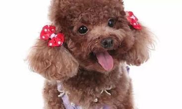 宠物取名起名大全2016款