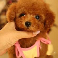 宠物取名起名大全2016款