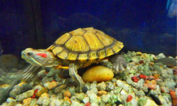 十二生肖与养龟环境关系大全