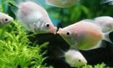 十二生肖养环境鱼讲究大全