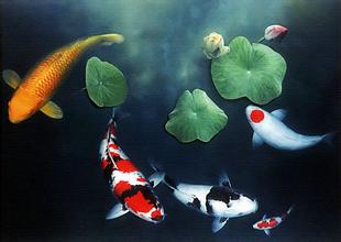 十二生肖养环境鱼讲究大全