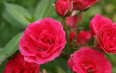 十二星座代表的花及花语大全