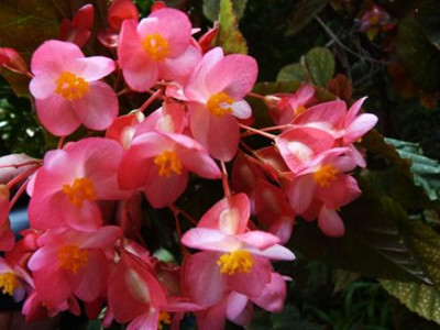 十二星座代表的花及花语大全