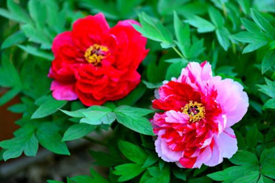 十二星座代表的花及花语大全