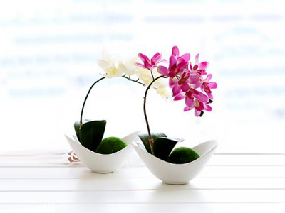 十二星座代表的花及花语大全