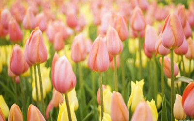 十二星座代表的花及花语大全