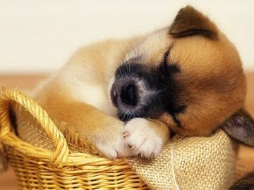 梦见被狗咬有何征兆