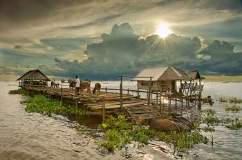 梦见水牛是怎么回事