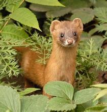 梦见黄鼠狼是怎么回事