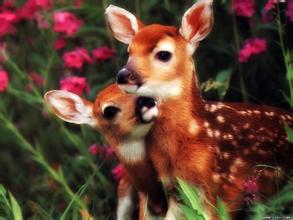 梦见梅花鹿是怎么回事