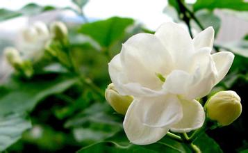 孕妇梦见茉莉花是怎么回事