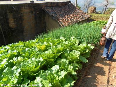 做梦梦见菜园是怎么回事